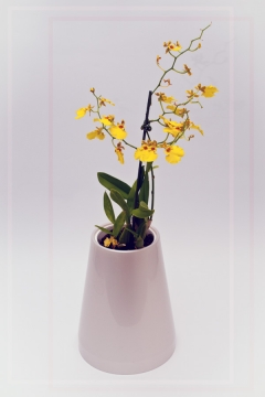 Цветочная пластиковая ваза ЯНТАРЬ! Элегантный штрих в интерьере! (Кликните для увеличения)